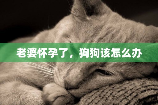 老婆懷孕了，狗狗該怎么辦