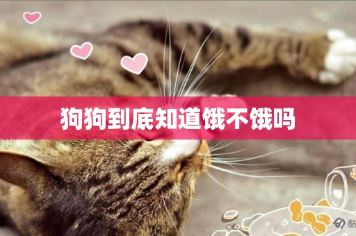 狗狗到底知道餓不餓嗎