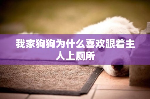 我家狗狗為什么喜歡跟著主人上廁所