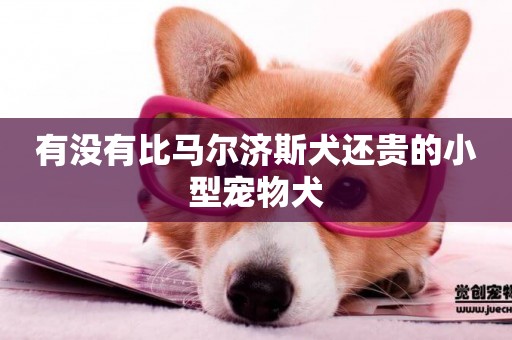 有沒有比馬爾濟斯犬還貴的小型寵物犬