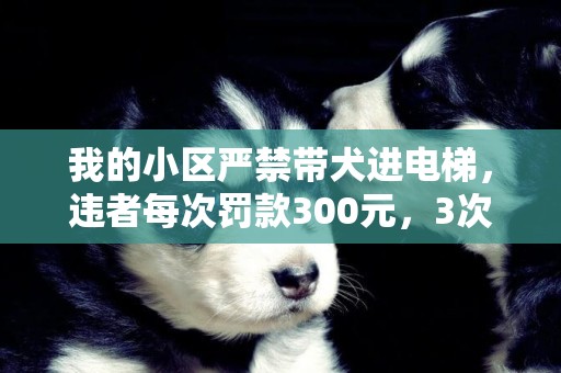 我的小區嚴禁帶犬進電梯，違者每次罰款300元，3次沒收犬。你怎么