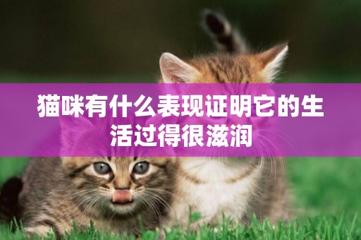 貓咪有什么表現證明它的生活過得很滋潤