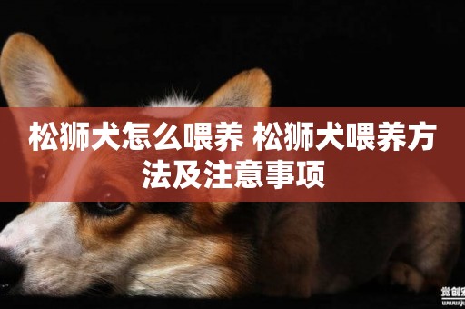 松獅犬怎么喂養 松獅犬喂養方法及注意事項