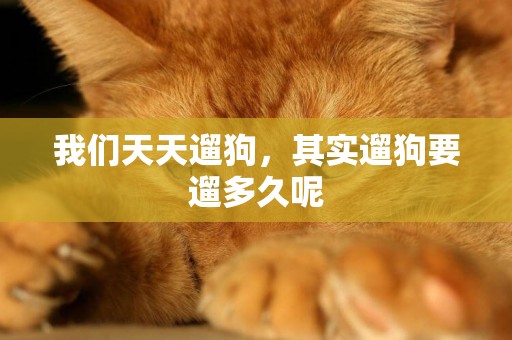 我們天天遛狗，其實遛狗要遛多久呢