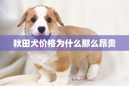 秋田犬價格為什么那么昂貴