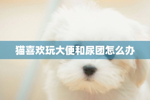 貓喜歡玩大便和尿團怎么辦
