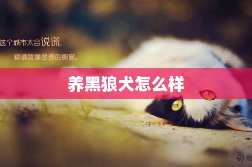 養黑狼犬怎么樣