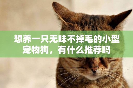 想養一只無味不掉毛的小型寵物狗，有什么推薦嗎