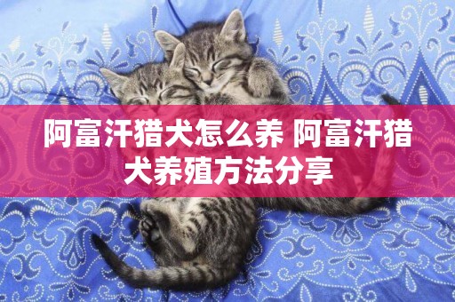 阿富汗獵犬怎么養 阿富汗獵犬養殖方法分享