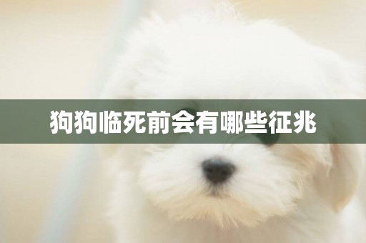 狗狗臨死前會有哪些征兆