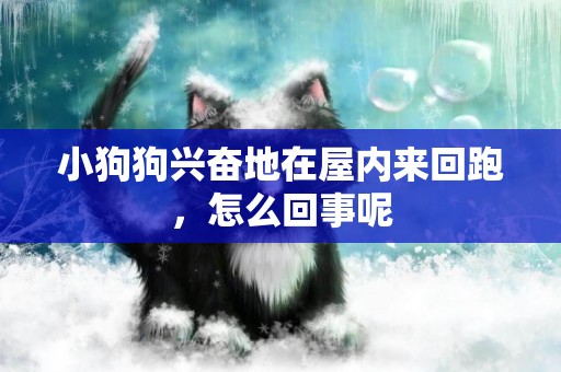 小狗狗興奮地在屋內來回跑，怎么回事呢
