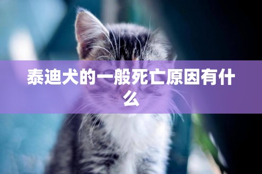 泰迪犬的一般死亡原因有什么