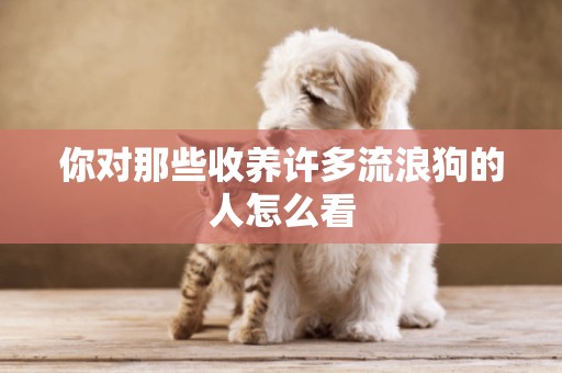 你對那些收養許多流浪狗的人怎么看