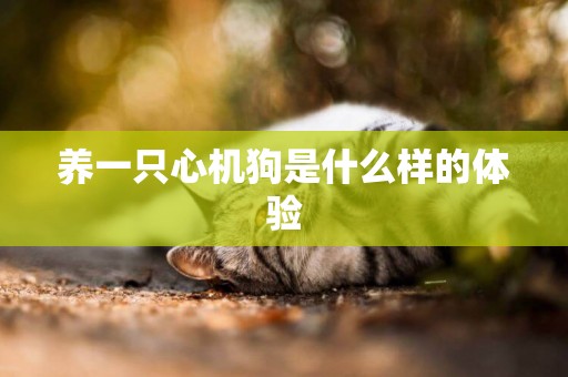 養一只心機狗是什么樣的體驗
