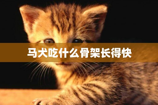 馬犬吃什么骨架長得快