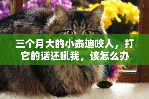 三個月大的小泰迪咬人，打它的話還吼我，該怎么辦