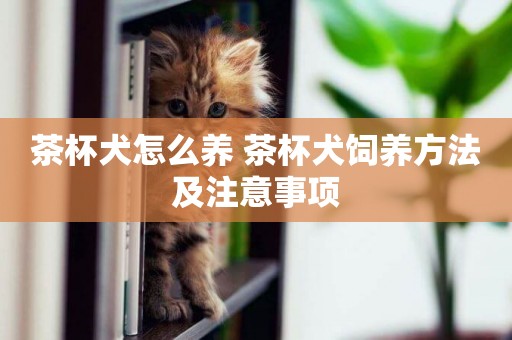 茶杯犬怎么養 茶杯犬飼養方法及注意事項