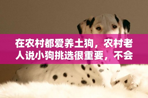 在農村都愛養土狗，農村老人說小狗挑選很重要，不會挑的會養一只