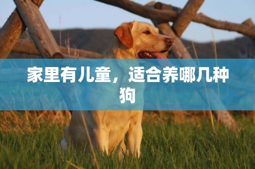 家里有兒童，適合養哪幾種狗