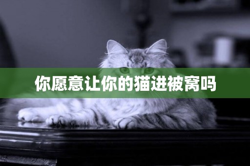 你愿意讓你的貓進被窩嗎