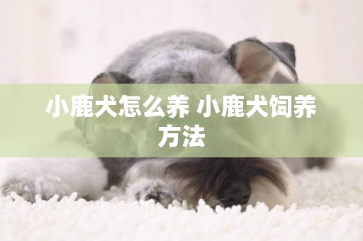 小鹿犬怎么養 小鹿犬飼養方法