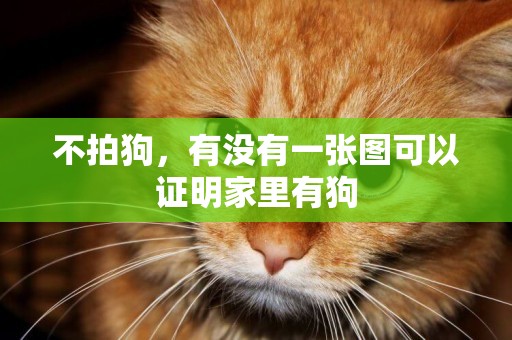 不拍狗，有沒有一張圖可以證明家里有狗