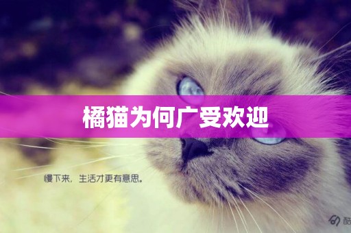 橘貓為何廣受歡迎