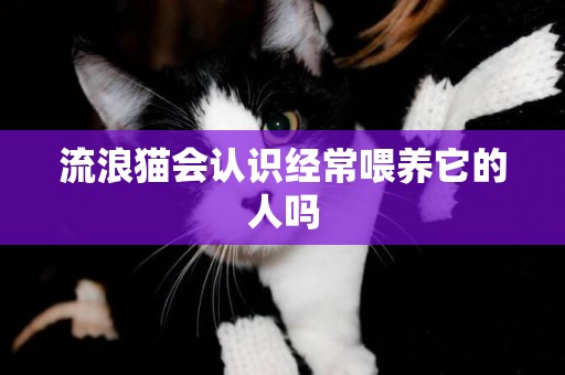 流浪貓會認識經常喂養它的人嗎