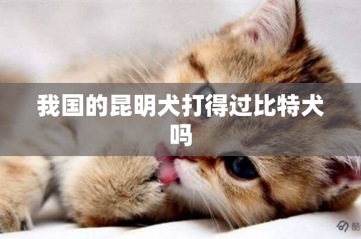 我國的昆明犬打得過比特犬嗎