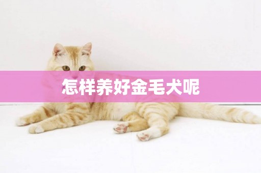 怎樣養好金毛犬呢