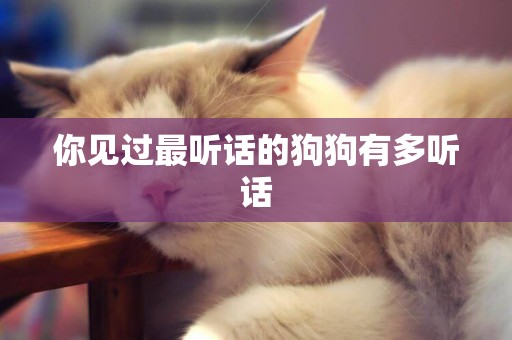 你見過最聽話的狗狗有多聽話