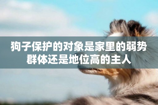 狗子保護的對象是家里的弱勢群體還是地位高的主人