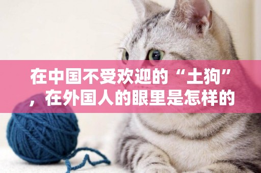 在中國不受歡迎的“土狗”，在外國人的眼里是怎樣的呢