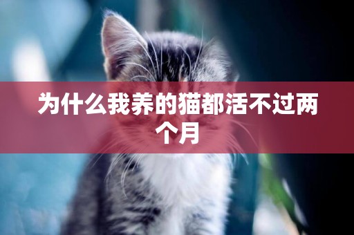 為什么我養的貓都活不過兩個月