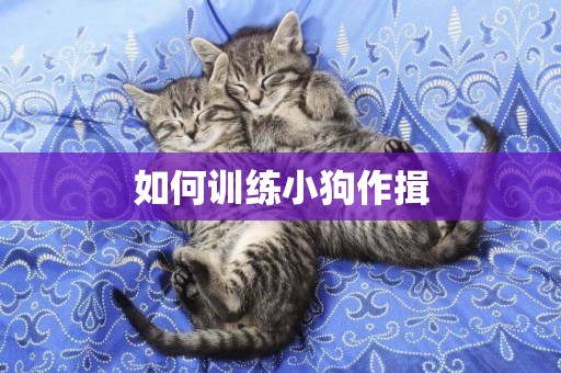 如何訓練小狗作揖