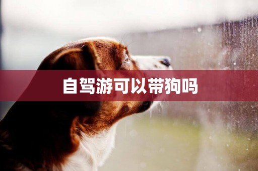 自駕游可以帶狗嗎