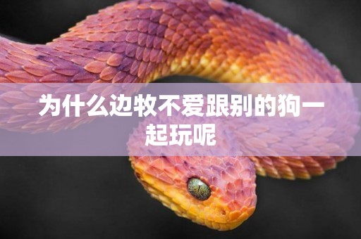 為什么邊牧不愛跟別的狗一起玩呢