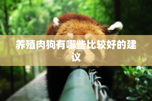 養殖肉狗有哪些比較好的建議