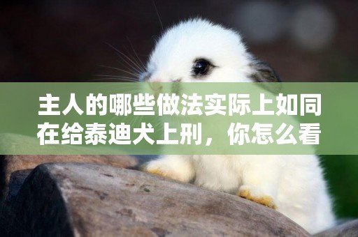 主人的哪些做法實際上如同在給泰迪犬上刑，你怎么看