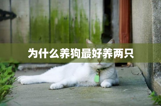 為什么養狗最好養兩只