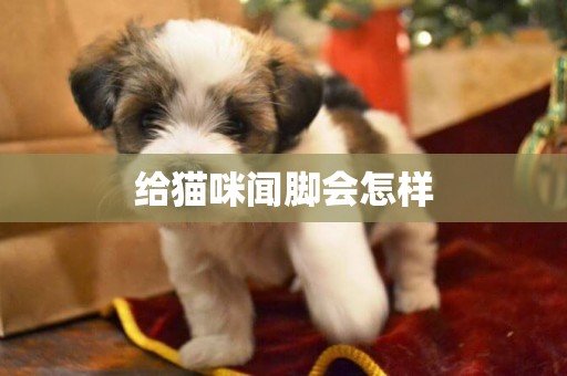 給貓咪聞腳會怎樣
