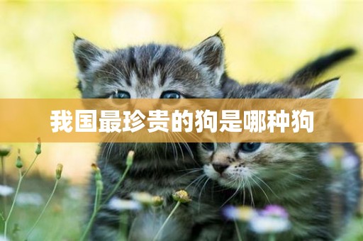 我國最珍貴的狗是哪種狗