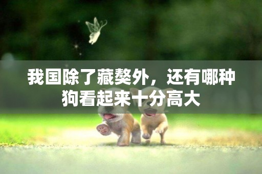 我國除了藏獒外，還有哪種狗看起來十分高大