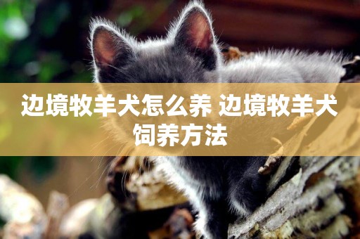邊境牧羊犬怎么養 邊境牧羊犬飼養方法