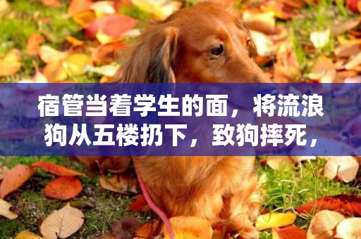 宿管當著學生的面，將流浪狗從五樓扔下，致狗摔死，你怎么看