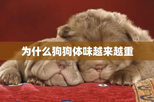 為什么狗狗體味越來越重