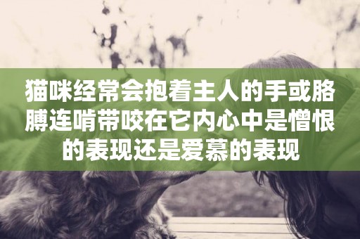 貓咪經常會抱著主人的手或胳膊連啃帶咬在它內心中是憎恨的表現還是愛慕的表現