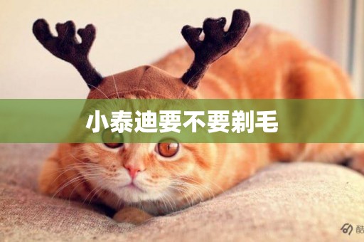 小泰迪要不要剃毛