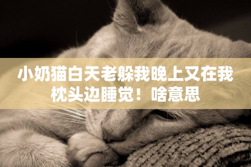 小奶貓白天老躲我晚上又在我枕頭邊睡覺！啥意思
