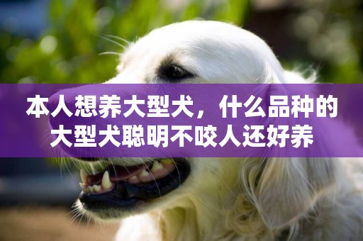 本人想養大型犬，什么品種的大型犬聰明不咬人還好養